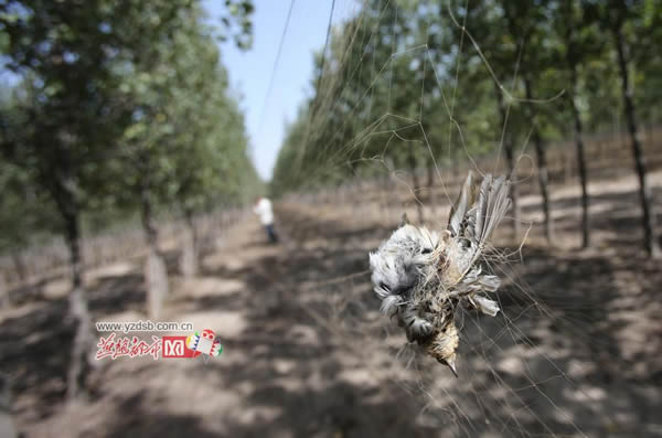 ʯ��ׯ�����ӱ��������־�����������Ŀ����