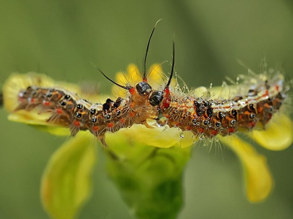 һ��ëë��ӵ�Ǵӻ����ϵ���