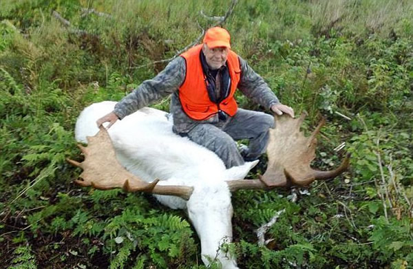 游客在加拿大布雷顿角高地射杀白化大角麋鹿,惹当地部落怒火