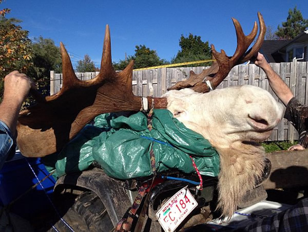 游客在加拿大布雷顿角高地射杀白化大角麋鹿,惹当地部落怒火