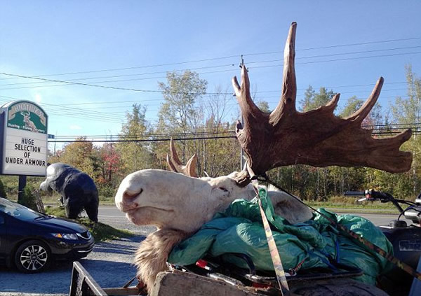 游客在加拿大布雷顿角高地射杀白化大角麋鹿,惹当地部落怒火
