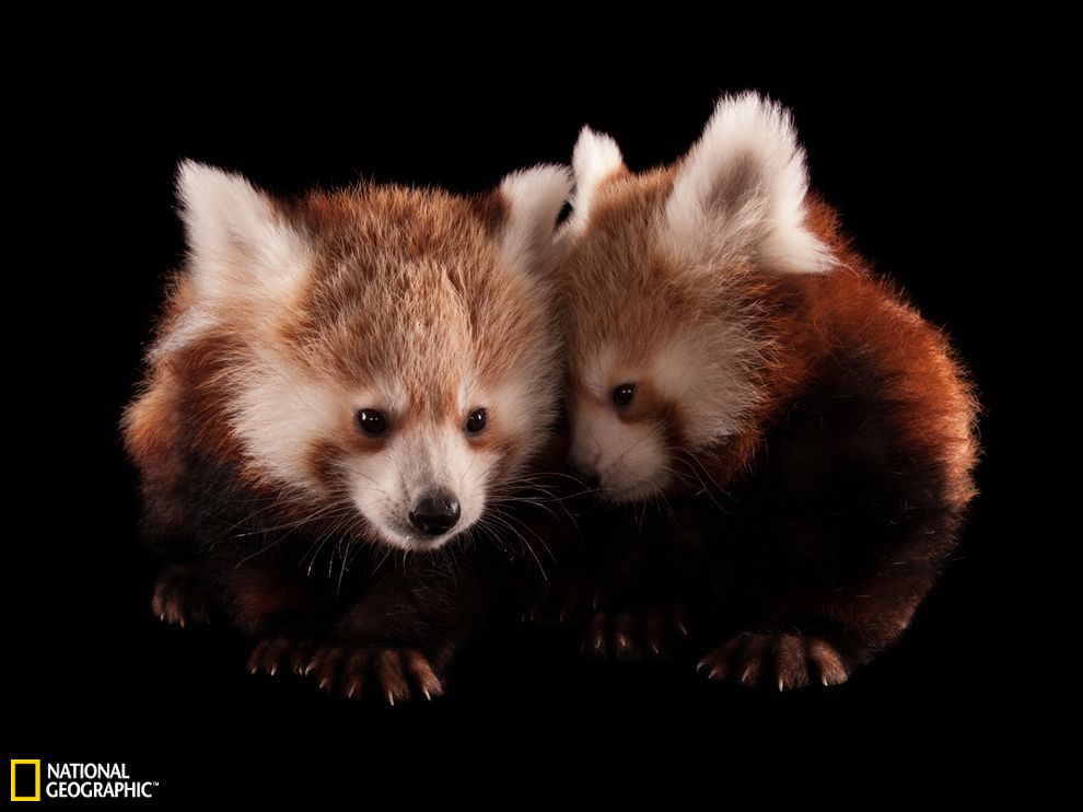 �����ֿ϶�ͯ����԰��ϡС��è