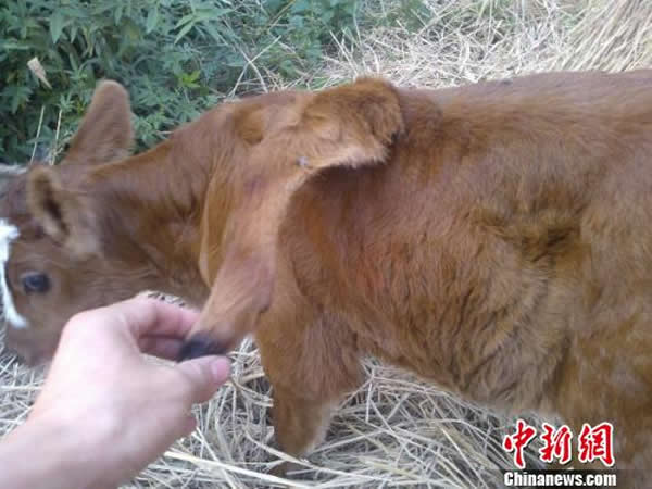 湖北枝江一初生牛犊背上长了5条腿