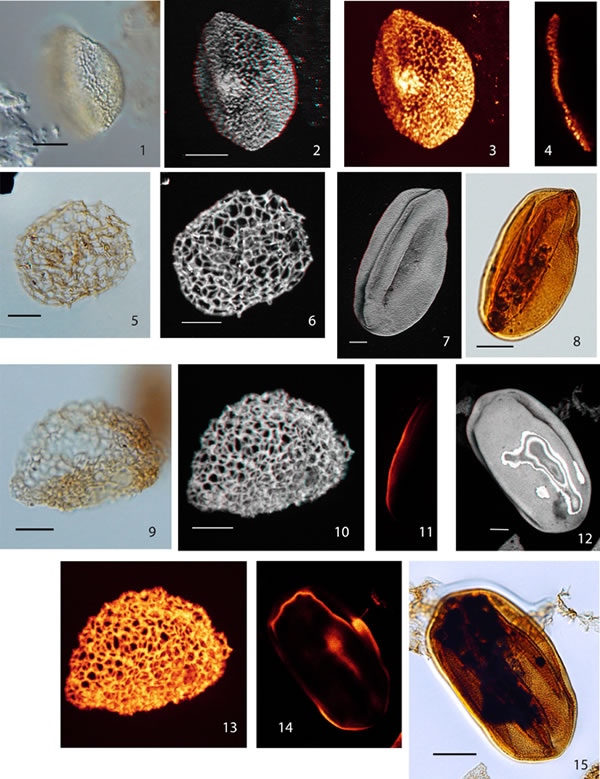 瑞士发现的2.4亿年前花粉粒化石揭示最早开花植物