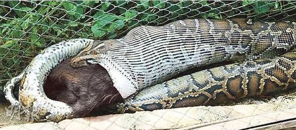 香港4米长缅甸蟒吞羊