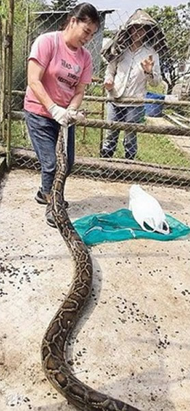 香港粉岭马尾下雅博茶园,又传蟒蛇吞羊事件。