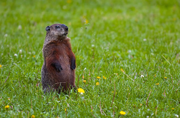 ��������������������Ԥ�ⴺ��ĵ���