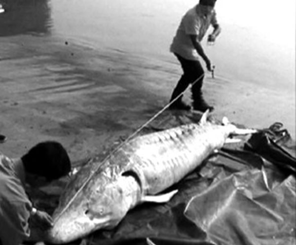长江枞阳江段一头400斤怀孕的巨型野生中华鲟死亡