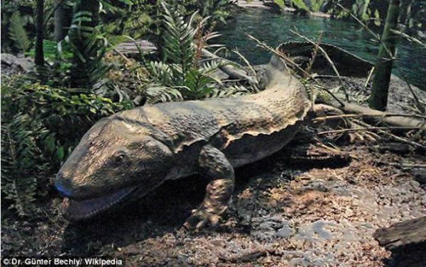 Sclerocephalus haeuseri����������3����ǰ��ò�ƽ��������ͻ����档��ѧ����Ϊ�������ڵ¹�������-�շ������ݷ��ֵĻ�ʯ�ǵ�һ��չʾ��Scl