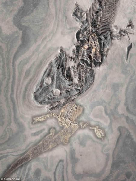 ����ֻ��ɻ�ʯ�Ķ��������ڽ�������㣬�����ڵ¹������˸��и�����������-�շ������ݡ���ѧ����Ϊ�����Ǽ��亱���ġ�