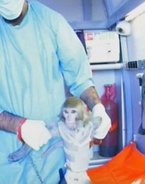 2013年1月,伊朗送第一只猴上太空。