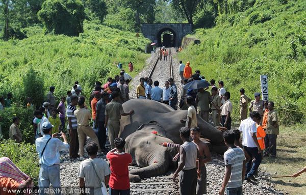 ӡ���ϼ����һͷ���󱻿�����ʻ���г�ײ��