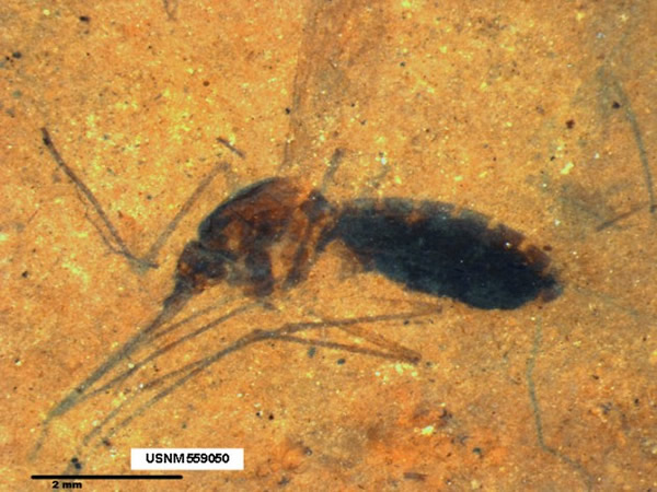 4600万年前的化石蚊子腹中发现它最后吸的血