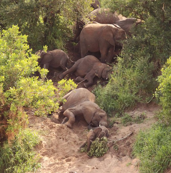 南非大象群抄近路滚下土坡的滑稽一幕
