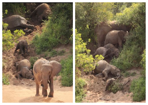 南非大象群抄近路滚下土坡的滑稽一幕