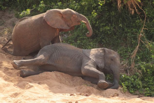 南非大象群抄近路滚下土坡的滑稽一幕