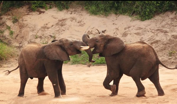 南非大象群抄近路滚下土坡的滑稽一幕