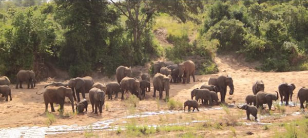 南非大象群抄近路滚下土坡的滑稽一幕