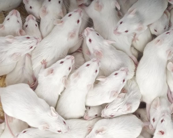 哺乳动物使用RNA干扰来处理它们细胞体内的破坏性病毒