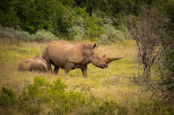 Ϭţ�����ߵĿ��ǣ��ϷǴ���Ѳ��