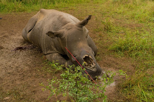 Ϭţ�����ߵĿ��ǣ��ϷǴ���Ѳ��