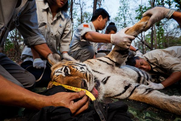 A tiger is fitted with a radio tracking collar by researchers in Thailand.