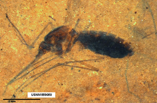 The fossil of a blood-engorged mosquito was found in northwestern Montana.