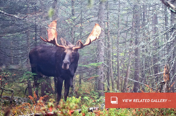 Moose in Trouble as Climate Boosts Pests