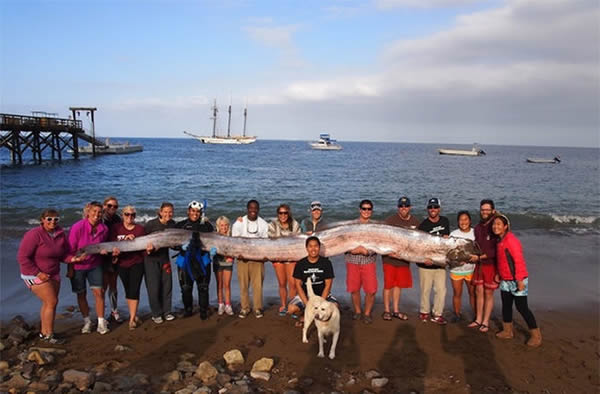 This 18-foot-long (5.5 meters) oarfish was found off a beach in Southern Califor