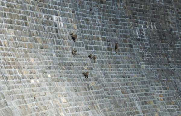 意大利一群野山羊爬陡峭大坝舔食矿物质