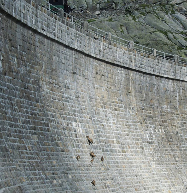 意大利一群野山羊爬陡峭大坝舔食矿物质