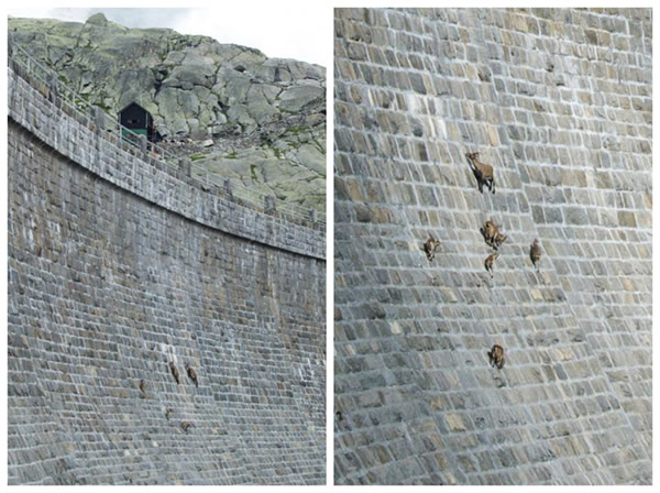 意大利一群野山羊爬陡峭大坝舔食矿物质