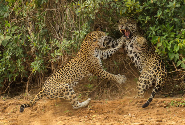 Ӣ��2013���Ұ��������Ӱ������Ʒ