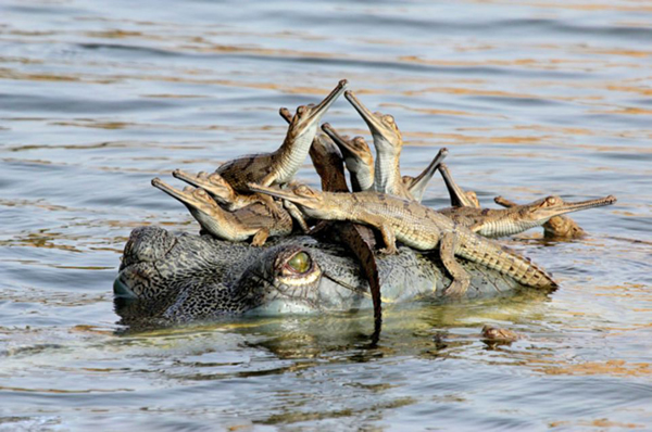 Ӣ��2013���Ұ��������Ӱ������Ʒ