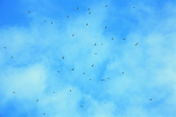 16��ֻ�ูӥ��ٹ���̨��Ѷ����ҹ�԰