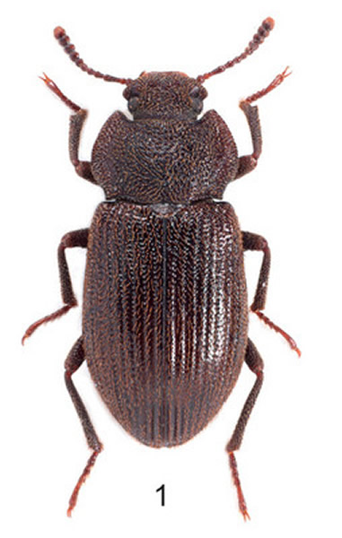 ����Ǳɳ��