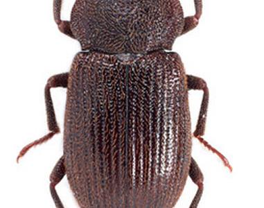 太平洋柏尔金字塔岛发现灭绝80年的树龙虾 - 神