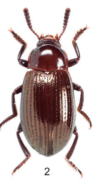 �������ľ��