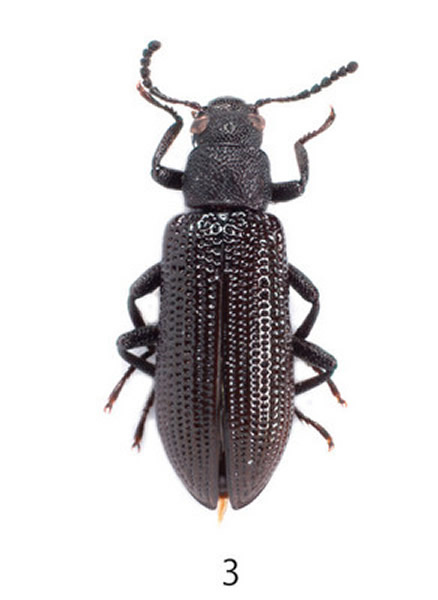 ���һ�ľ��