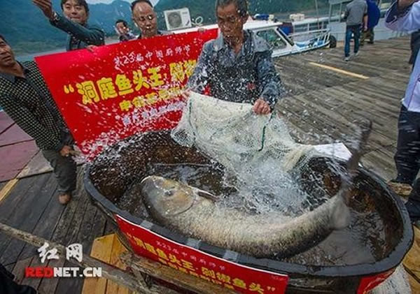 被打捞上来的百斤雄鱼王猛烈扭动着躯体,激起巨大的水花,让人们不由得惊叹它强悍的体力。