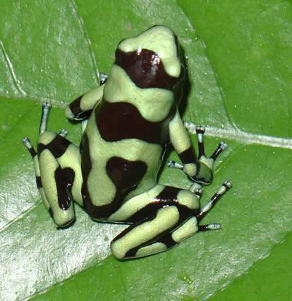 �������Ľ����״���ܣ�Smilisca sila��