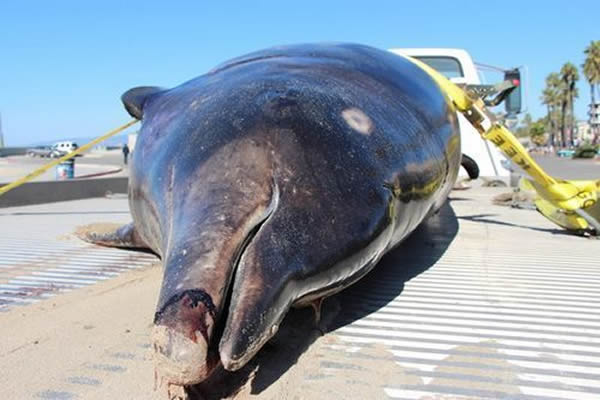 美国加州洛杉矶海滩发现罕见史氏中喙鲸尸体