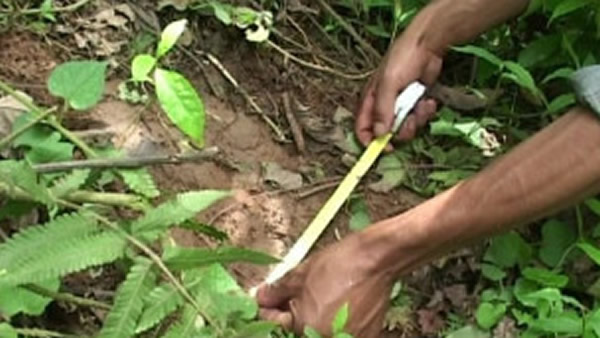 赛克斯教授搜集到并检验过的毛发来自两种无法确认身份的动物