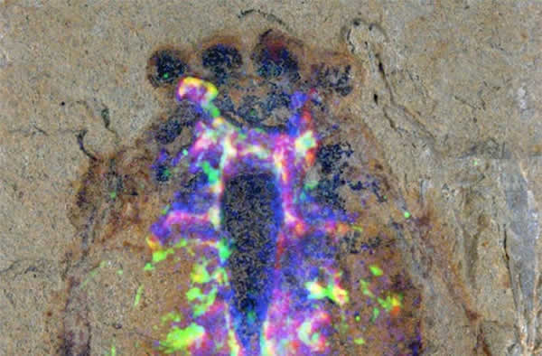 This close-up of the head region of the Alalcomenaeus fossil specimen includes s