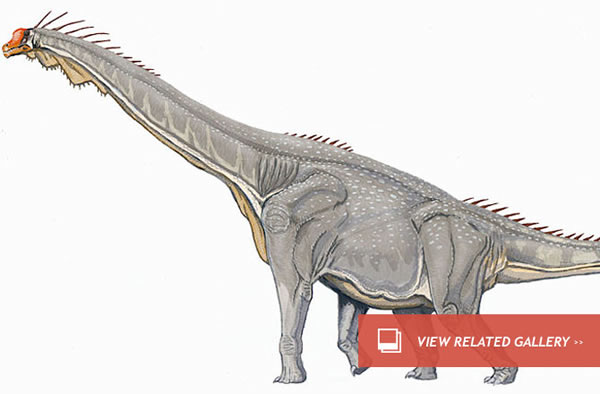 Dino Joints Key to Massive Size