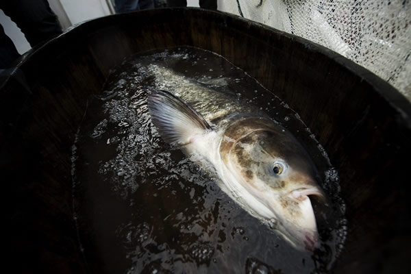 ����ʡ�żҽ��д����ؽ���ˮ��100�����㽫�Ƴ��������罷��ͷ