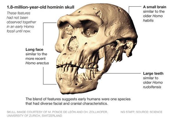 格鲁吉亚古人类化石更新科学家对人类进化的认识
