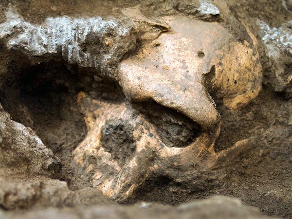 格鲁吉亚古人类化石更新科学家对人类进化的认识