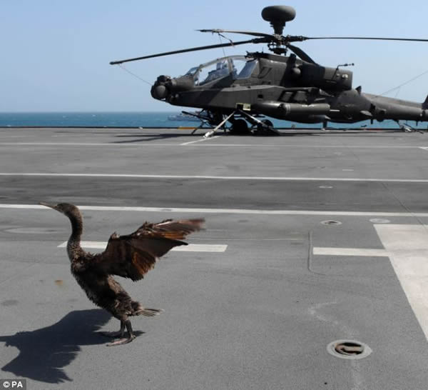 英国皇家海军“光辉号”航空母舰因一只鸬鹚落到飞行甲板上而导致训练推迟