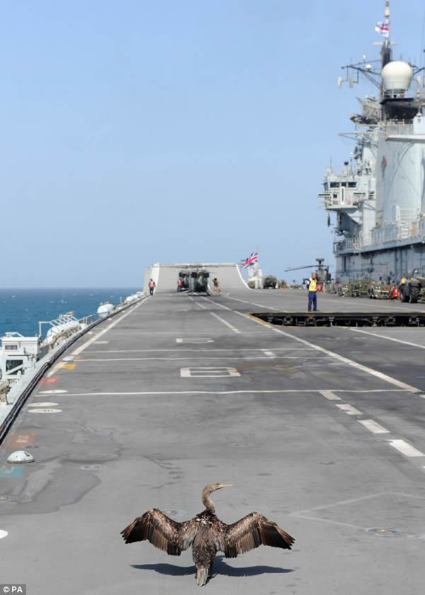 英国皇家海军“光辉号”航空母舰因一只鸬鹚落到飞行甲板上而导致训练推迟
